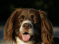 Bosco  Bes.: Mareike Grieshaber