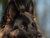 Hunde-Portraits