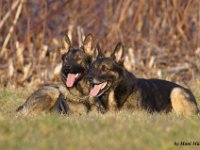 Cira und Aero  Bes.: Brigitta Merz