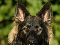 Ayla  Bes.: Brigitt und Franco Weyland