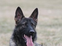 Arco  Bes.: Martin Burkhardt : Bern_18_3_2012