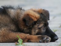 Chayenne  Bes.: Moni Müller : Chayenne 12 Wochen