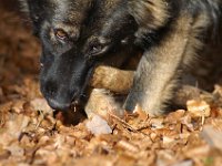 Chayenne  Bes.: Moni Müller