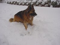 Bandit