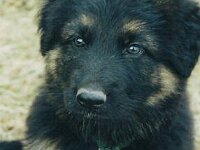 Bronco, 18.6.1995 - 12.9.2005