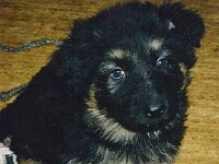 Delka, 29.12.1995 - 19.7.2007