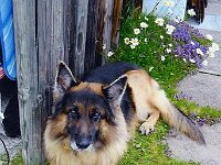 Diabolo 9 Jahre alt