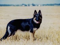 1051 Donna von den Wolfsgruben
