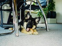 010 unterm Tisch gibts immer was