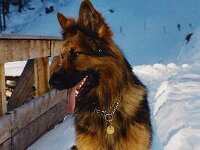 1032 Hasco im Schnee