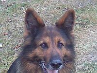 Hasco