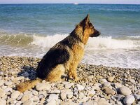 009 Jaipur Shirkhan 1J u 3M