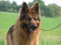 Ringtraining 18 5 08 058