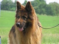 Ringtraining 18 5 08 059