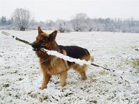 Shirkhan Reuss Spitz 2