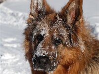 Shirkhan und der Schnee 4