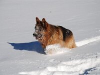 Shirkhan und der Schnee 6