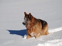 Shirkhan und der Schnee 7