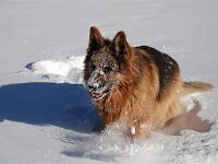 Shirkhan und der Schnee 8