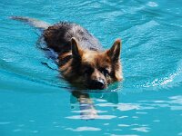 Wettschwimmen mit Goofy...