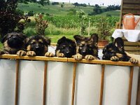 1012 Joey Jamal Jay Jay Jana Joy 8 Wochen