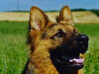 1030 immer dieser Fotograf