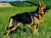 1040 Jamal von den Wolfsgruben