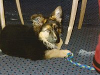 1029 Laiko 11 Wochen