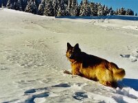 Lasco 4 Jahre