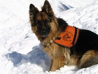 Lenny Lawinenhund C