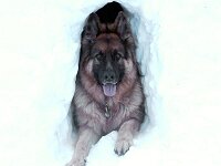 Lenny Schnee 1
