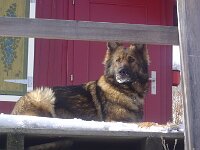 Chinook schwanger 26 02 05 04