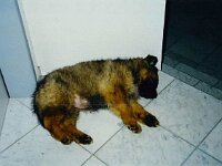 1007 10 Wochen und sehr muede