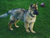 1020 14 Wochen und Fellwechsel