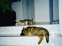 1065 ja ja der Chef liegt oben