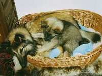 006 habe Spielkamerad gefunden jpg