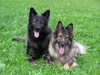 Siro und Chayenne 001