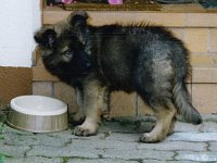 1005 Otan genannt Wotan 8 Wochen