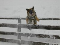 1043 Pageera Schnee