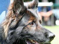 Rascal von den Wolfsgruben 5