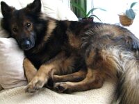 Ronny Neujahr : Hund