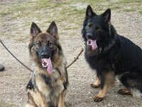 Zaphira und Rookie  Bes.: Rita Marlen Feisel