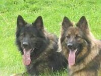 Rookie und Zaphira  Bes.: Rita Marlen Feisel