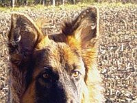 011 Unique es windet