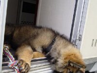 215 Vaive Ahtoish 10 03