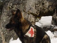 Vaive Ahtoish Rettungshund