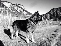 Venice 11 Jahre alt (3)