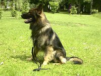 Viper Hinterzarten 1