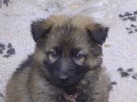 Wyanet, 25.8.2003 - 18.6.2012
