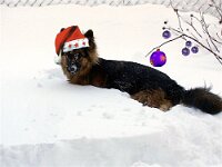 Xinook Chlaus